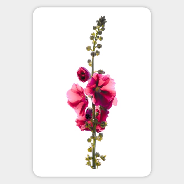 Hollyhock Sticker by rollier